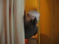 Burd Burp