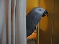 Burd Burp