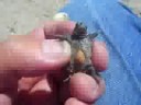 Hatchling Squeezed in Roadway Nest