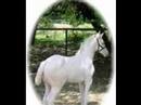 Thoroughbreds Thoroughbreds