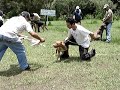 Tacha Guarida