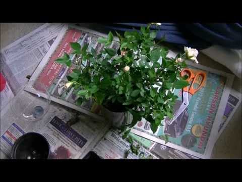 how to grow roses indoors
