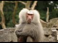 Funny Animal Gifs