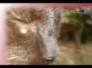eu fotografo animais 2