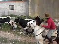 entra toros y caballos bugarra