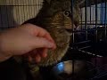 Cry Baby (Adopted!)