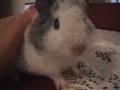 videos de Cotton the Guinea pig singing