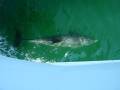 Dolphin swimming by boat