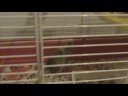 jerbos hamster jerbos hamster