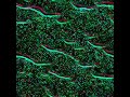 Artificial life and multiagent systems