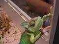 Chameleon eating crickets