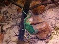 Chameleon eating crickets