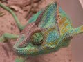 Chameleon eating crickets