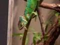 Chameleon eating crickets