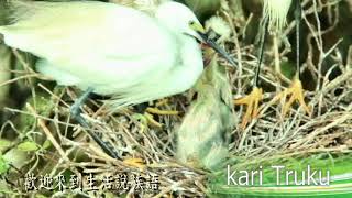 白鷺鷥族語影片教學