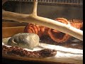 W?? zbo?owy (Pantherophis guttatus) W?? zbo?owy (Pantherophis guttatus)