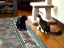 CAT FIGHT CLUB CAT FIGHT CLUB
