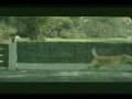 asteia video