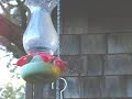 Black-chinned Hummingbird