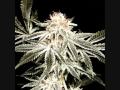 Hood Sound - Cannabis
