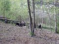 slovenske-kopovi-v-obore2.html