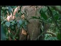BBC: Jungle - Elephants in the Congo, the rumble in the jungle!