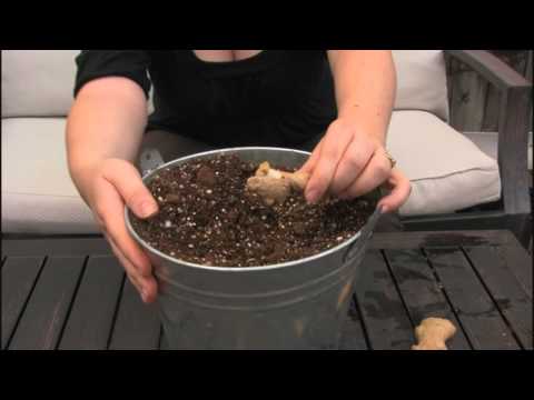 how to replant ginger