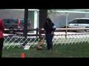 Rally Pit Bull