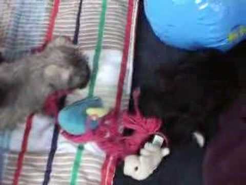 Miniature schnauzer puppies