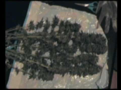 how to harvest northern lights