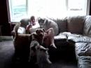 Puppy Play Day
