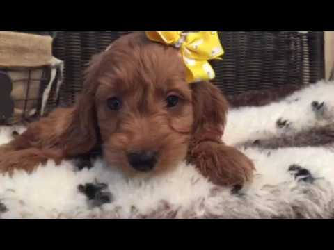 A real charmer, Mini Goldendoodle puppy