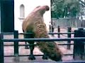 Zoologico De Palermo one part