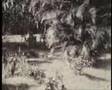 Hong Kong Botanical Garden 1951