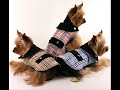 Open Auditions for the Pet Lover's Expo Fashion Show
