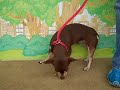 Speedy A4064284