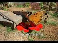 Completely - Tradução