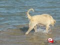 URGÊNCIAS E EMERGÊNCIAS NA CLÍNICA VETERINÁRIA URGÊNCIAS E EMERGÊNCIAS NA CLÍNICA VETERINÁRIA