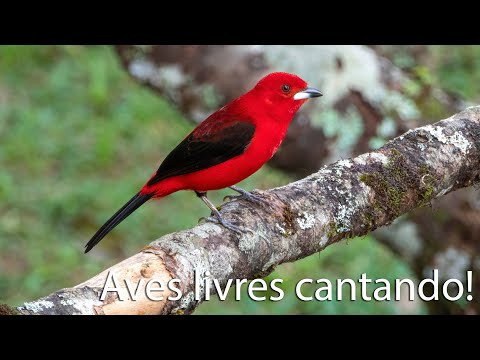 Brazilian birds and sounds! 3