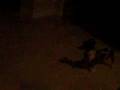 videos de dapple vs drunkie