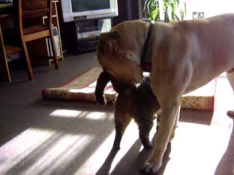 bullmastiff
