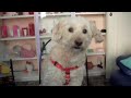 IL PRIMO CANE TRONISTA! IL PRIMO CANE TRONISTA!
