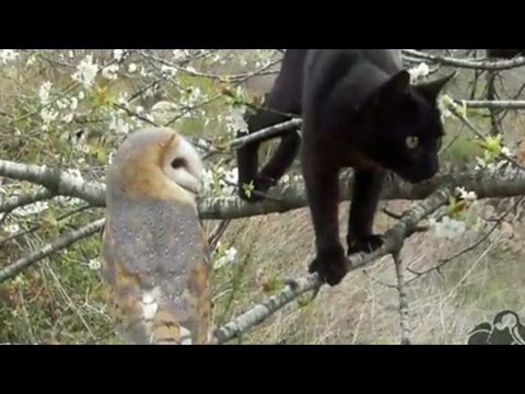 owl - A cat and an owl form an unlikely bond. Watch the two animals play with one another in the wild.