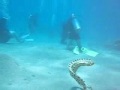 Танго подколодных рыб