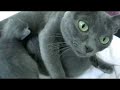 Kitten Odyssey 1 - Korat Cat Kitten Odyssey 1 - Korat Cat