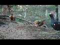 capercaillie mating - tiurparing tiurparring