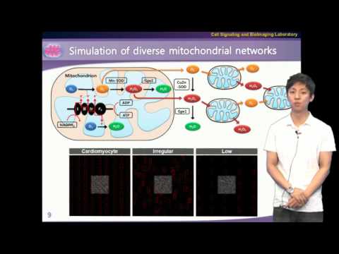 [연구성과] Mitochondrial network responsible for cellular sensitivity