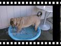 My three 4 legged family members. My three 4 legged family members.