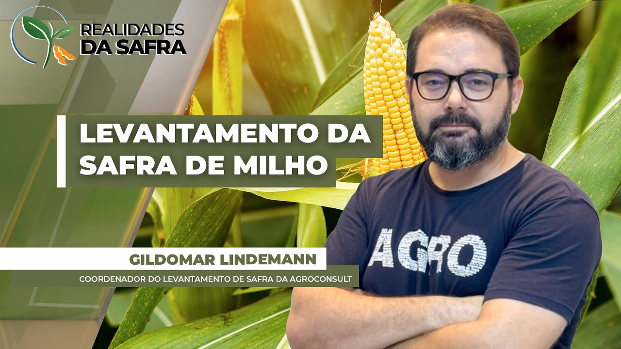 Levantamento do Rally sa Safra para a segunda safra de milho mostra cenário de contrastes