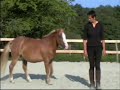 cheval-education-la-voix-educating-horses-by-voice-.html